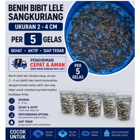 Benih Bibit Lele Sangkuriang Ukuran 2–4 cm per 5 Gelas | Bibit Ikan Lele Sehat dan Aktif Bandung/ bi