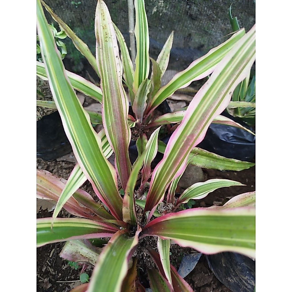 dracena tricolor/nanas nanasan/tricolor
