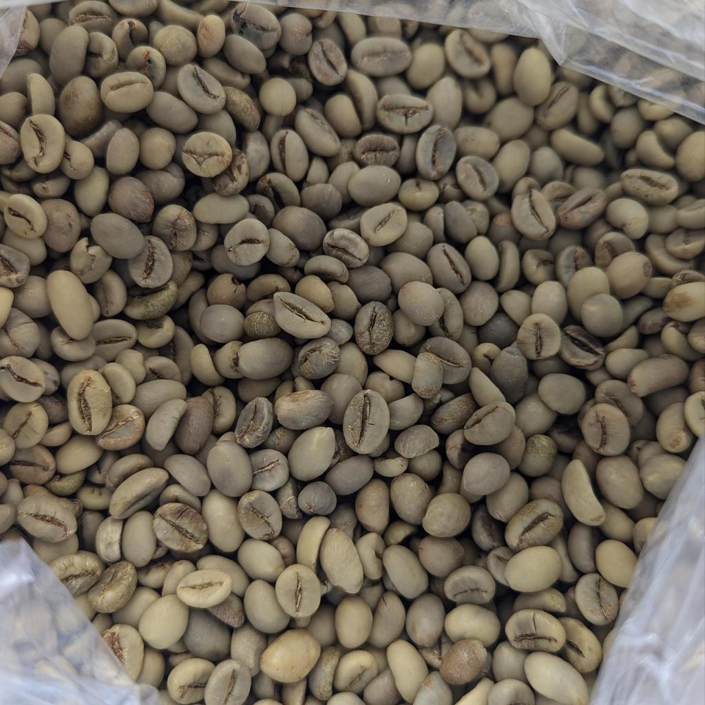 green fine bean robusta banyuwangi fullwase