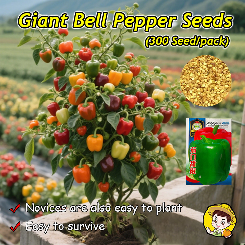(Fast Growing 300Seed) 100% Organic Sweet Bell Pepper Seeds for Planting Vegetables High Yield Giant