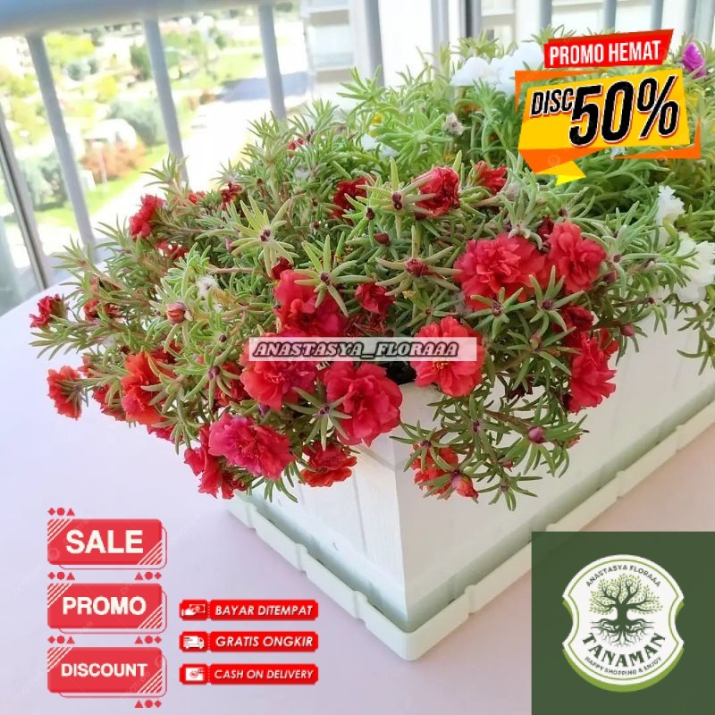 Tanaman hias Krokot mawar merah / rose moss red / Portulaca grandiflora