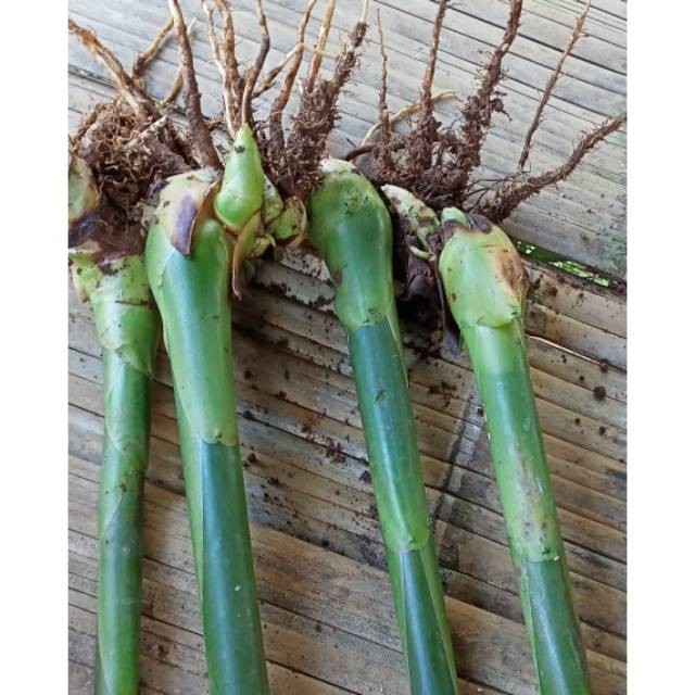 BIBIT UMBI KECOMBRANG SIAP TANAM | BUNGA HONJE | KECOMBRANG | SAYUR HONJE