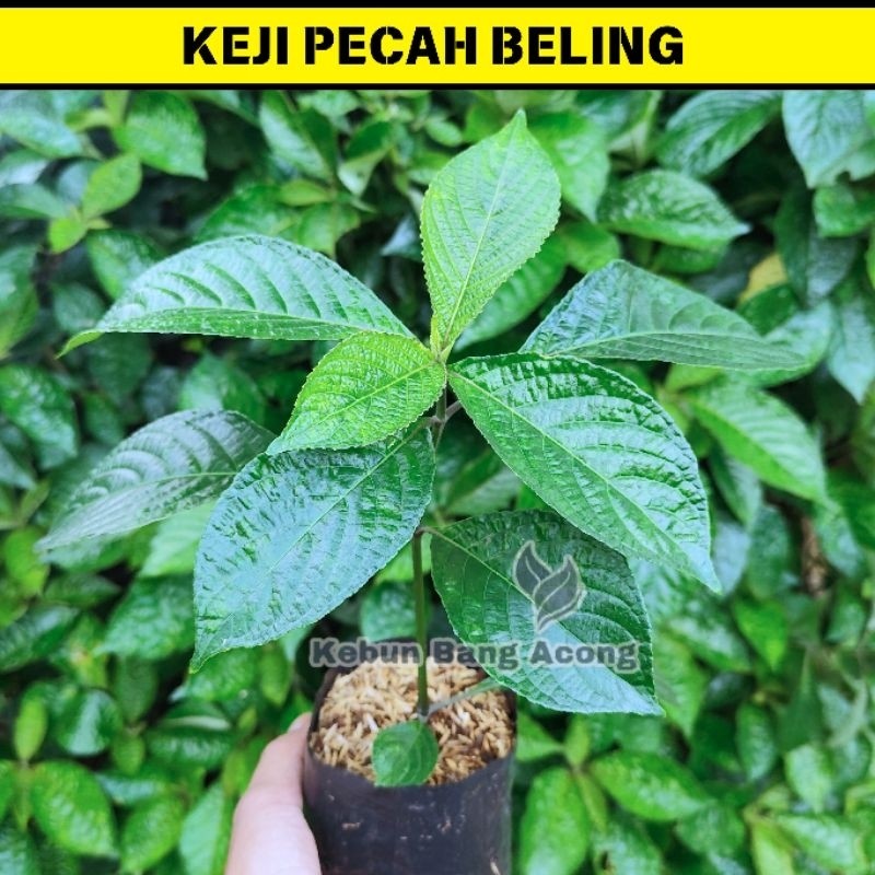 Tanaman Herbal Keji Beling Mengobati Diabetes Mengobati Batu Ginjal