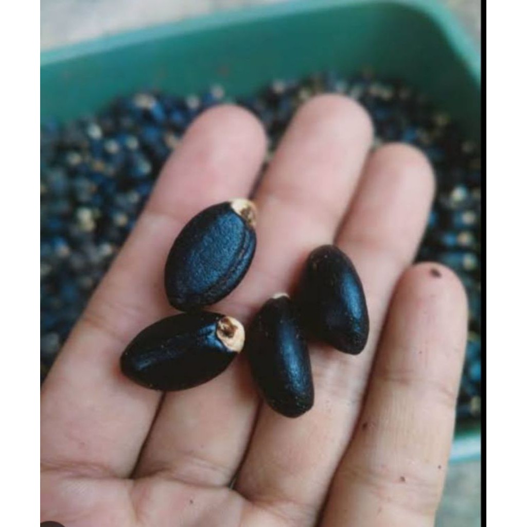 Biji Jarak Unggulan 25 Biji Umpan Bawal Galatama Harian Umpan Mancing