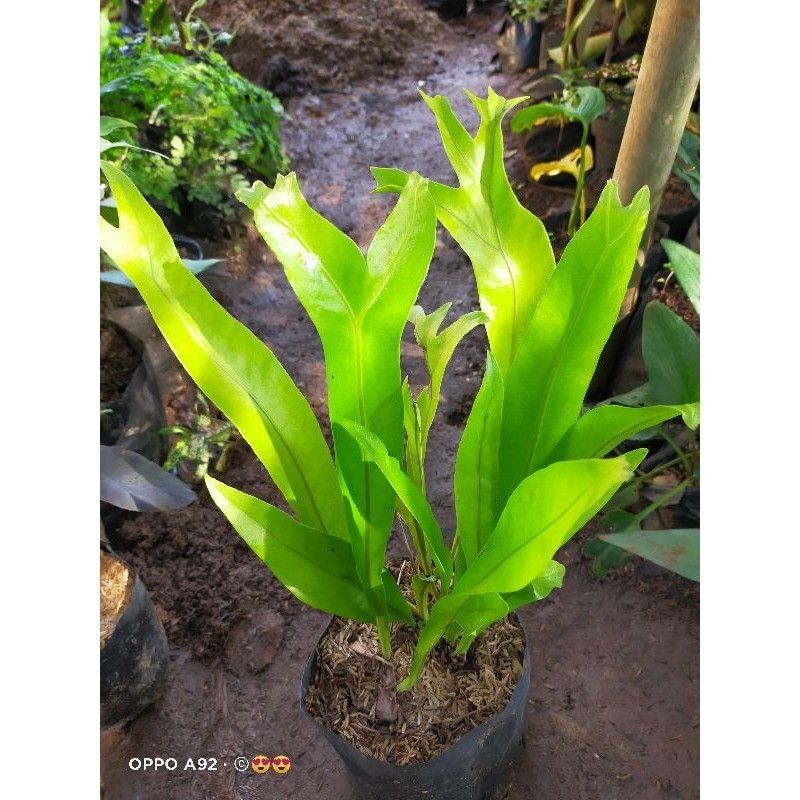 ( BISA COD ) Tanaman Hias Kadaka Doa / Tanaman Hidup Pohon Kadaka Jari / Bunga Hias Kadaka Doa