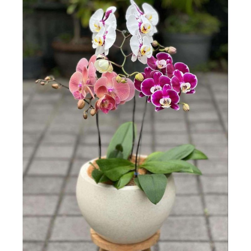 ( BISA COD ) TERMURAH Tanaman Hias Anggrek Bulan JUMBO PASCA BUNGA / Bunga Hias Anggrek Bulan Tanama