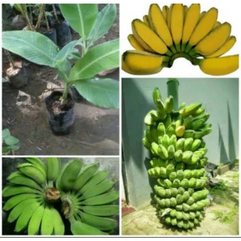 alam barokah Bibit bonggol pisang kepok tanjung / bibit pisang kepok tanpa jantung