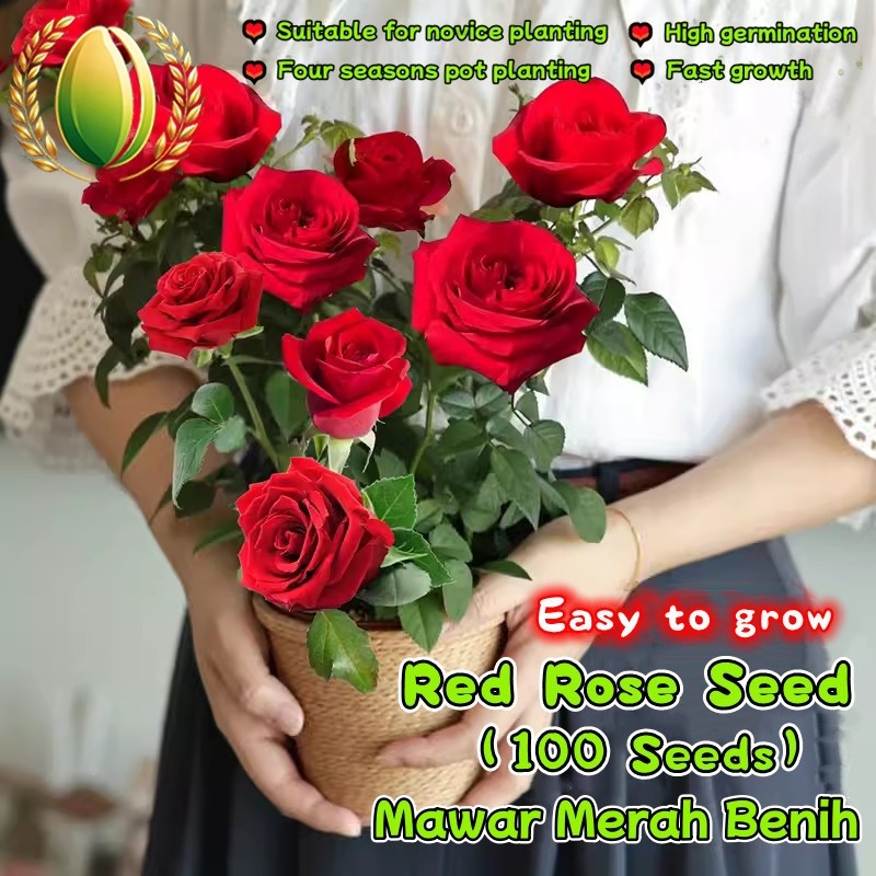 100 Biji Mawar Merah Wangi Untuk Menanam Bunga Mawar, Benih Tanaman Berbunga Mawar Merah Red Rose Se