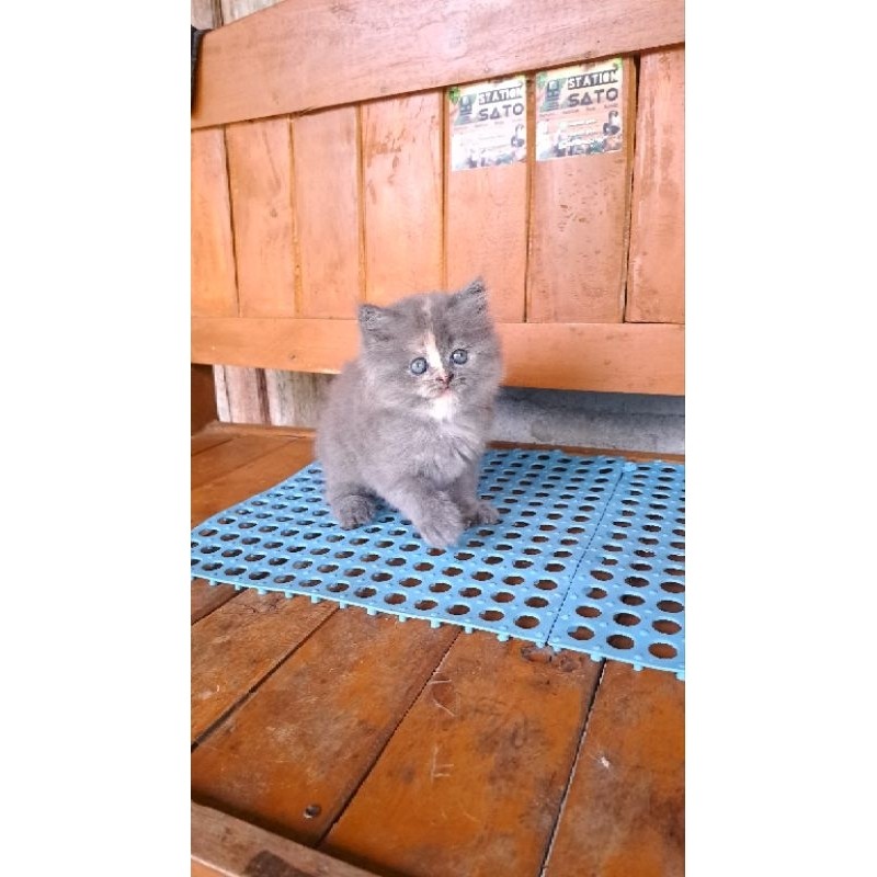 Kitten Persia Abu Putih Gemoy