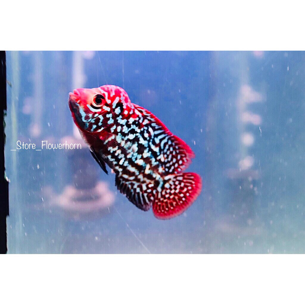 Burayak Louhan Kamfa F2 RedKing VIP Thailand 2-4cm