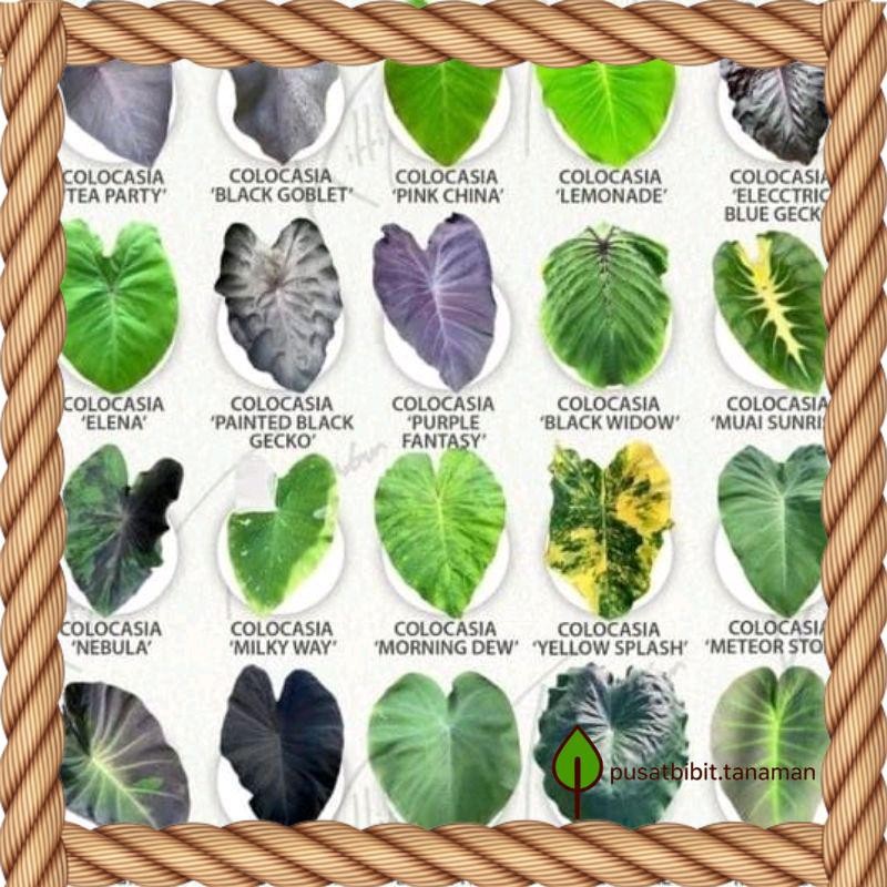PROMO Paket 20 bonggol Alocasia tanaman hias
