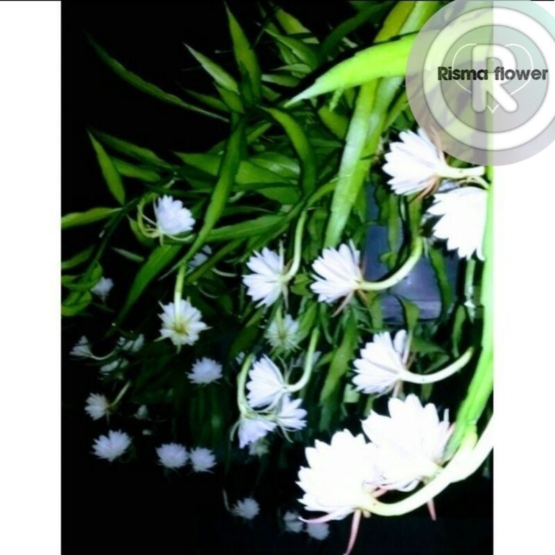 Tanaman hias pohon Wijaya Kusuma Bangkok putih / bunga Wijaya Kusuma besar bunga putih cantik