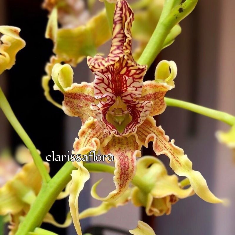 ANGGREK DENDROBIUM SPECTABILE-sudah Knop/Spike-DENDROBIUM-ANGGREK DENDROBIUM DEWASA-BUNGA HIAS ANGGR