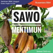 Bibit Buah | Sawo Mentimun |Bibit Cangkok I jaminan cepat Berbuah