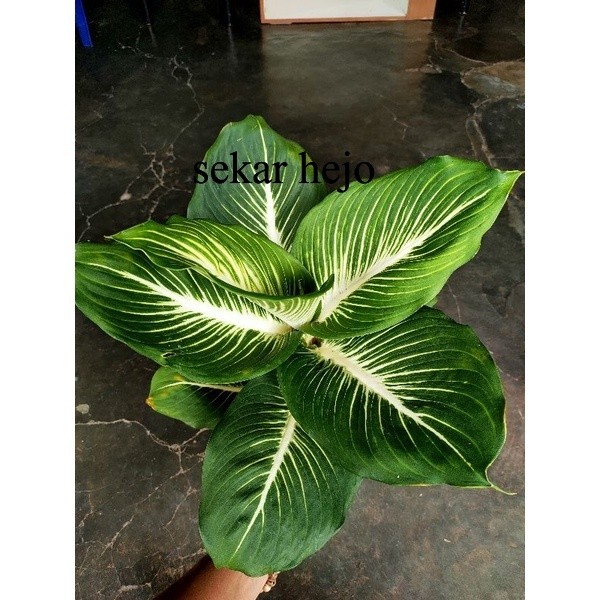 aglonema diven gurita / tissu gianth