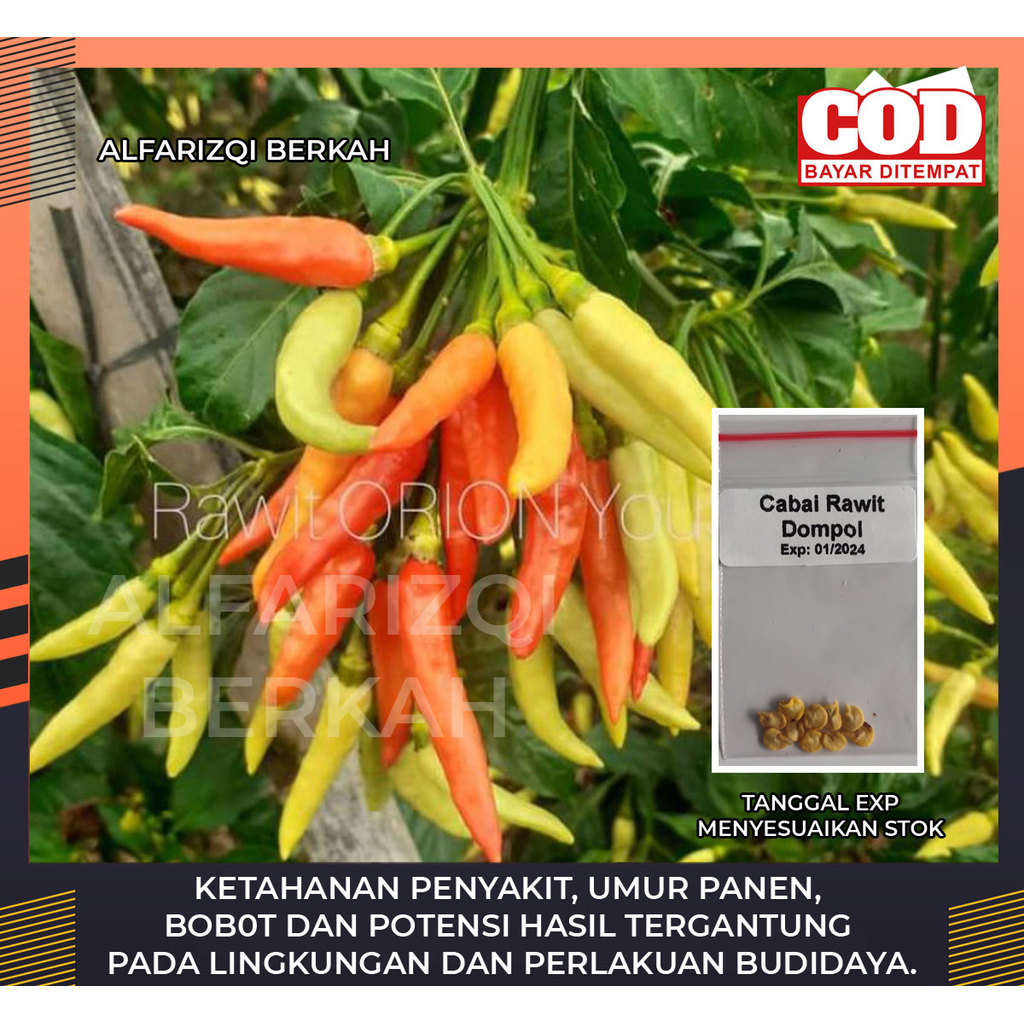 50 Bibit Cabe Rawit Dompol Orion F1, Bibit Cabe Rawit Dompolan, Bibit Cabe Rawit Orion F1, Benih Cab