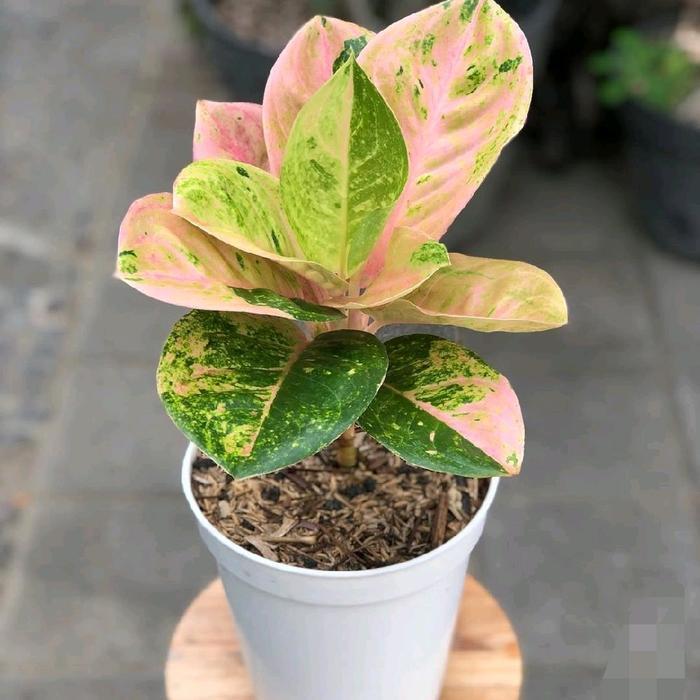 aglonema emerald - Tanaman Hias aglonema Emerald