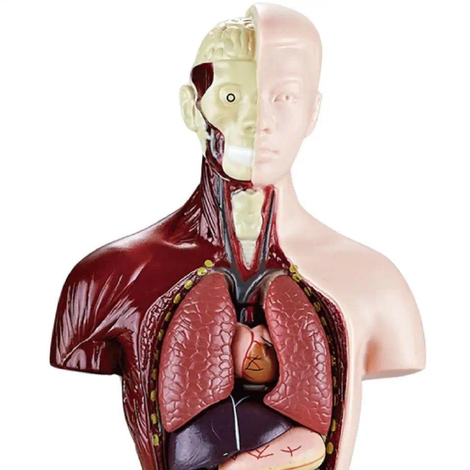 3D Human Body Torso Model Educational Assembly Learning DIY Toys Human Body Organ Teaching Tools Ear