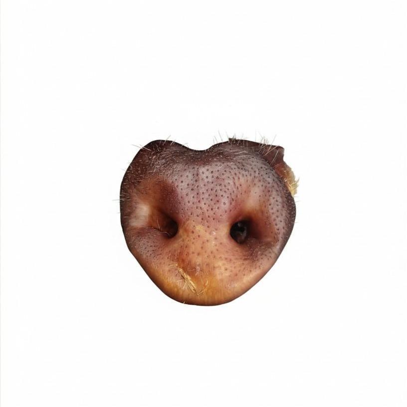JERKY HIDUNG BABI / Jerky Hidung Babi 1 pcs / Snack Jerky Hidung Babi / Camilan Anabul Jerky Daging 