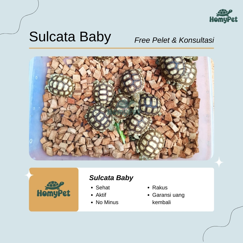Mainan Sulcata Baby / Tortoises / Kurakura Darat