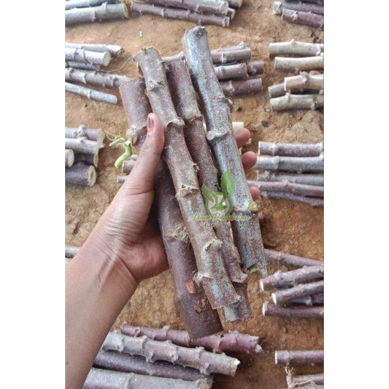 Bibit Singkong Mentega / Singkong Keju / Singkong Gajah