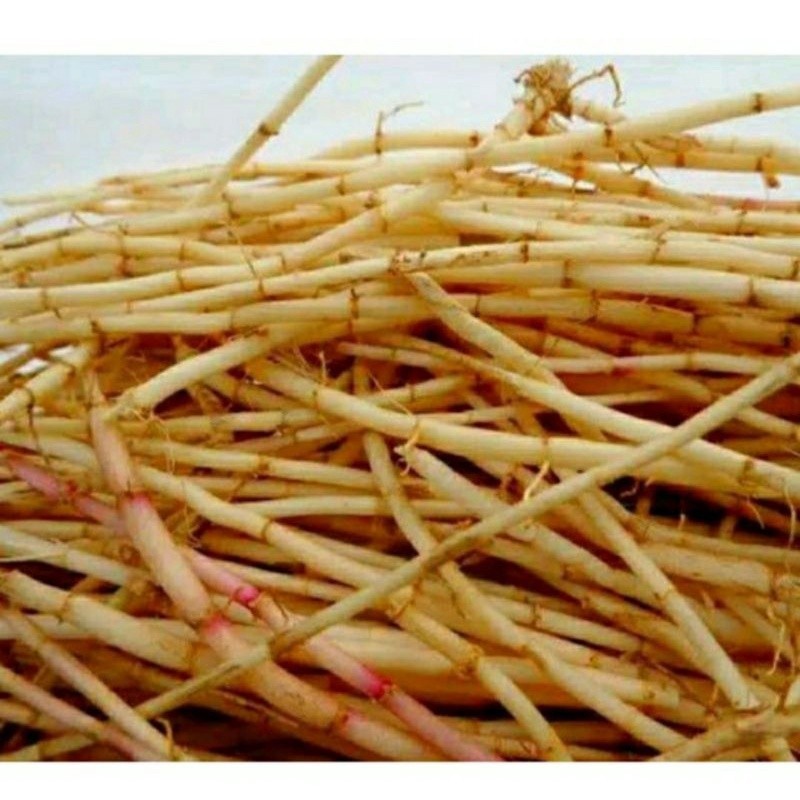 Akar Alang alang segar 500gr ilalang Alangalang /Akar Alang-alang fresh / akar alangalang buat obat 