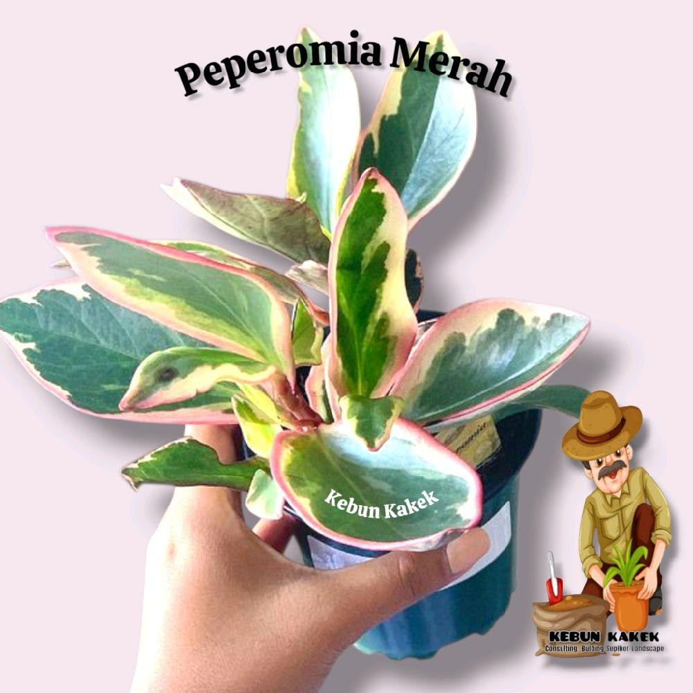 Paket 3 Peperomia Merah / Tanaman Hias Peperomia Merah / Tanaman Hidup Peperomia