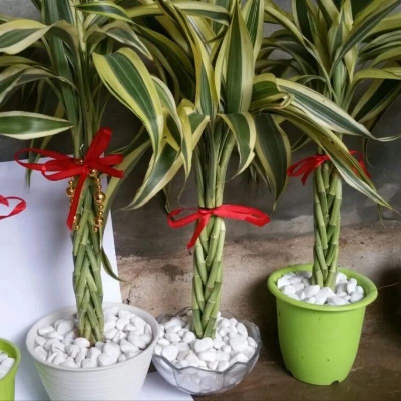 ( BISA COD ) Tanaman Hias Bambu Hoki Varigata Sudah Di Kepang Pohon Srirejeki Bambu Hoki Tanaman Hok