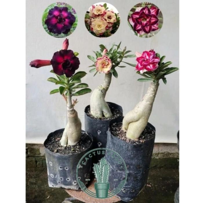 ARTIFICAL- ADENIUM PAKET VARIAN WARNA BUNGA TUMPUK PAKET 3 POHON ADENIUM Tanaman - Warna 1