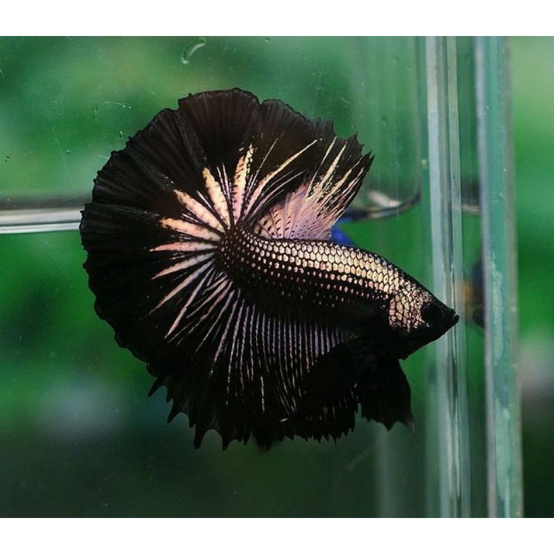 HALFMOON BLACK SANMURAI / Black Cooper