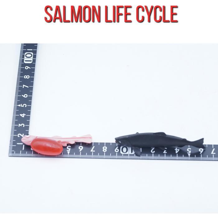 KORI Salmon Fish Life Growth Cycle Siklus Hidup Ikan Salmon Salem Fure Binatang Miniature Hewan Anim
