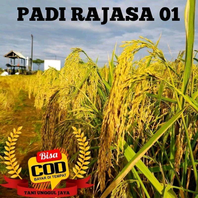 Tani Unggul Jaya (2KG) Benih Padi Unggul Rajasa 01 Original Kemasan Asal Aceh Tahan Ustilago Potensi