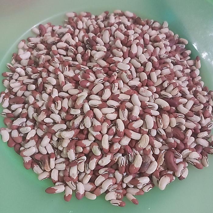 Juwara_Syatu ( 200 Benih ) Kacang Panjang Pertiwi Kacang Panjang Biji Merah-Putih Bibit Kacang