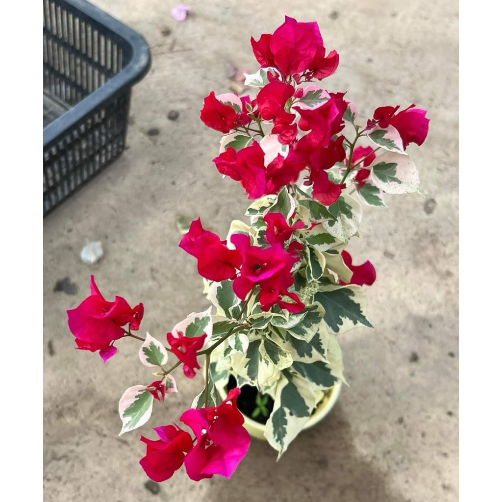 Bougenville Merah Delima Daun varigata