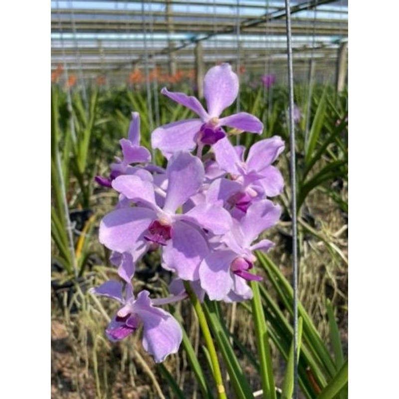 vanda licaina x coerulea