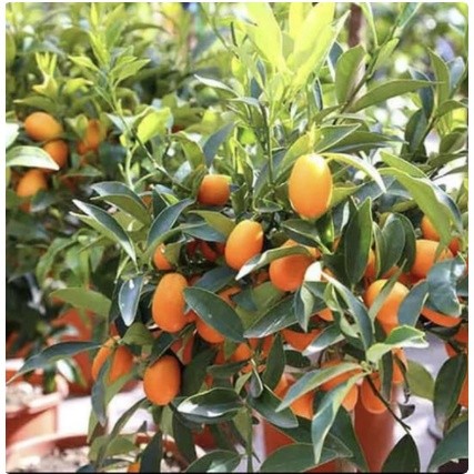 Tanaman buah Jeruk Nagami // jeruk nagami siap berbuah Boutique sakura
