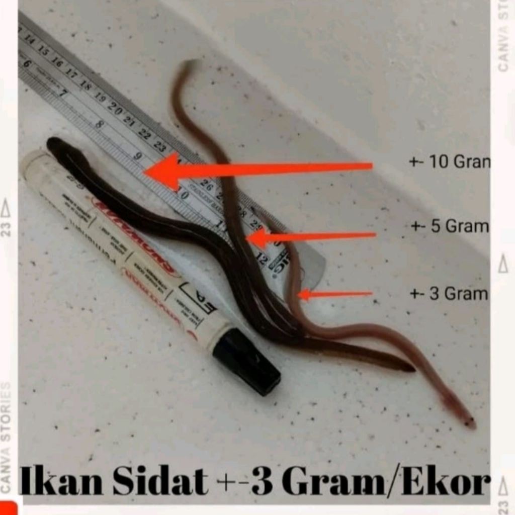 benih sidat elver sidat bicolor 10-15 gram garansi hidup 100%