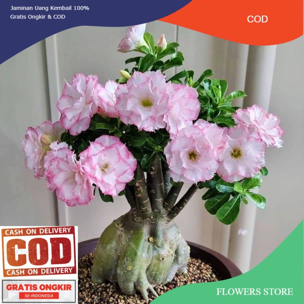 TANAMAN HIAS BUNGA ADENIUM TUMPUK || BUNGA ADENIUM TUMPUK