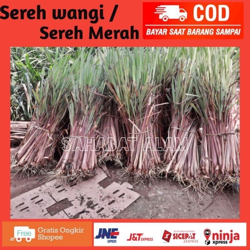 

Berkahherbal 1kg Sereh Merah segar Asli Serai Wangi Lanang Original