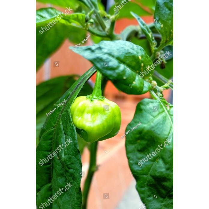 PLB Benih Biji Cabai Katokkon