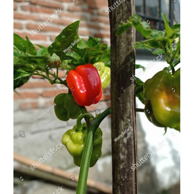 NEW Benih Biji Cabai Katokkon