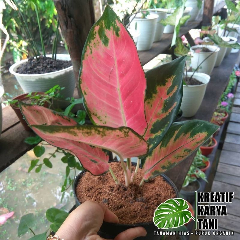 PROMO ( BISA COD ) BISA COD Aglonema red kochin - Aglonema kocin