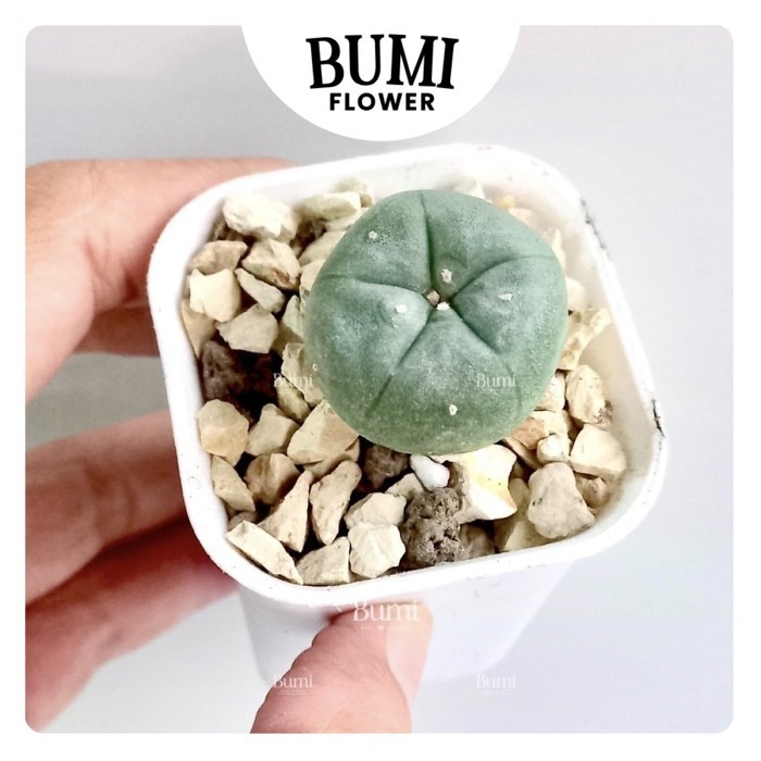 Lophophora williamsii - Bumi Kaktus Gurun Succulent Tanaman Hias Cactus