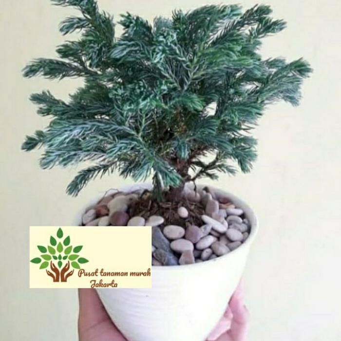 Promo tanaman hias indoor cemara perak / tanaman hiascemara silper / tanaman hias bonsai cemara pera