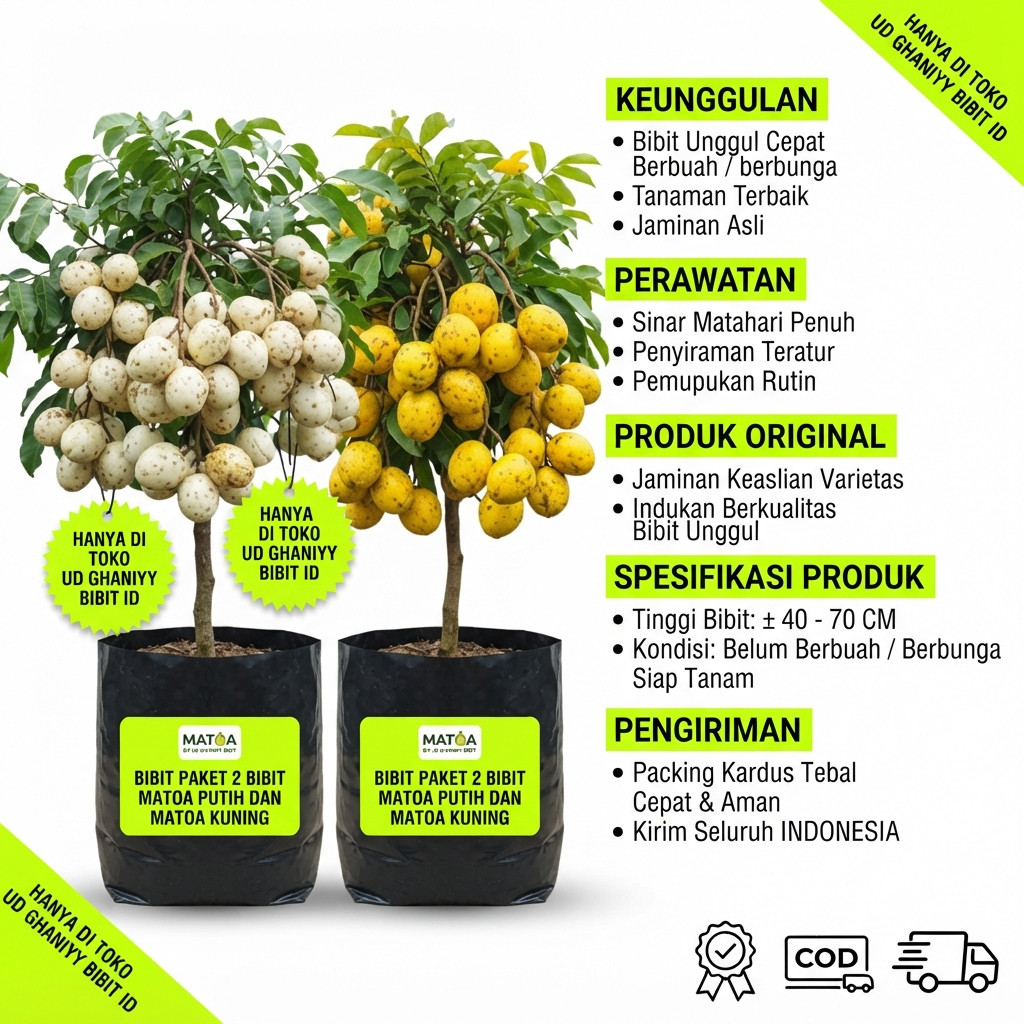 PAKET 2 BIBIT MATOA PUTIH DAN MATOA KUNING CEPAT BERBUAH UD GHANIYY BIBIT ID
