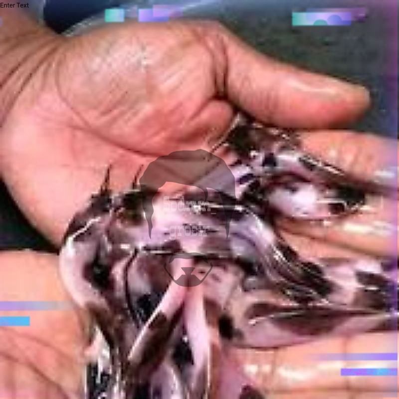 bibit ikan lele albino putih totol ISI 3 pcs  hitam / ikan hias lele albino putih /   bibit ikan lel