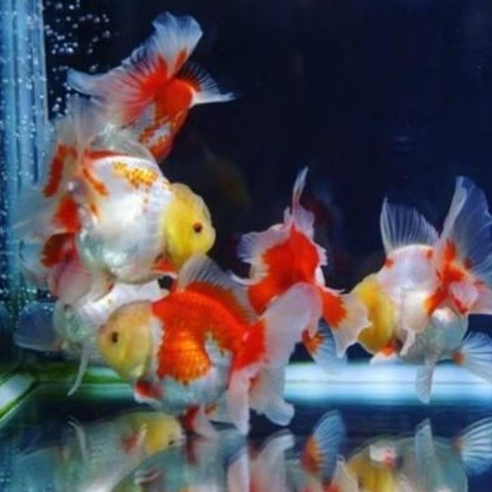 size 7-9 cm cm oranda ranchu koki pancawarna redwhite panda 3c hias