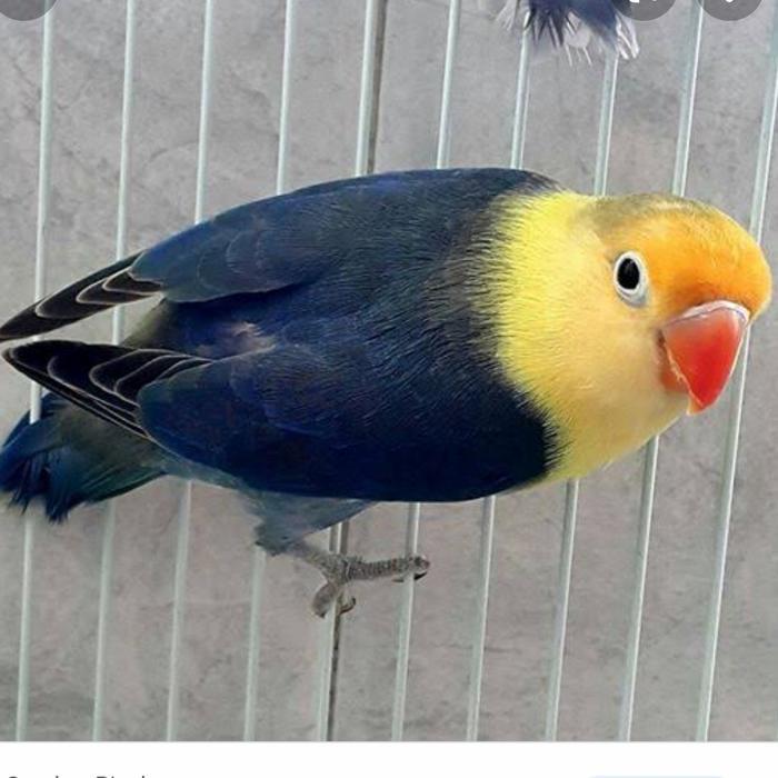 Burung Lovebird PB Vio