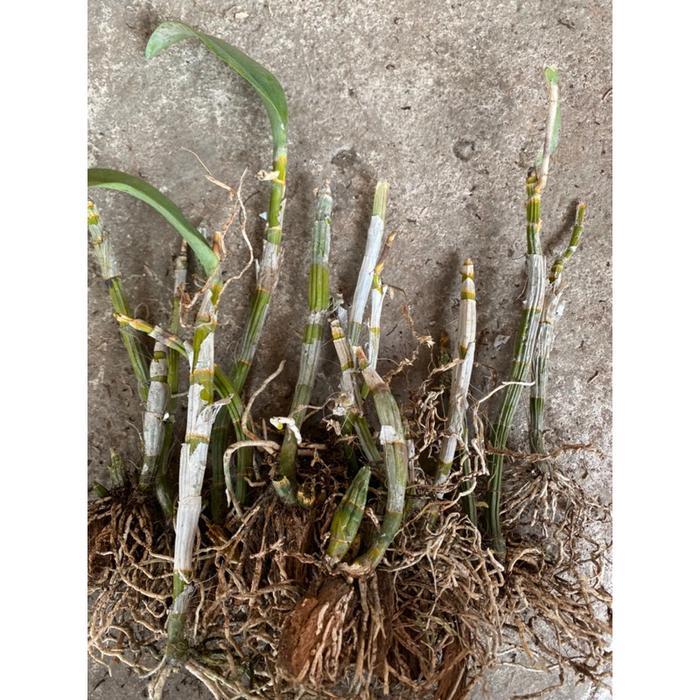 BATANG ANGGREK DENDROBIUM DEWASA-TANGKAI ANGGREK DENDROBIUM DEWASA