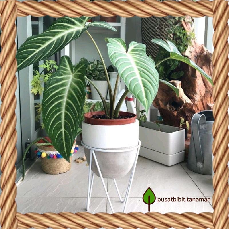 Tanaman hias Caladium Keladi Zebra / Antasoma bibit Bonggol